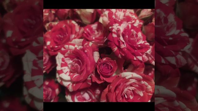 Шиндр Мындр - плохая хозяйка, голодные гости | Сплетница смотреть онлайн