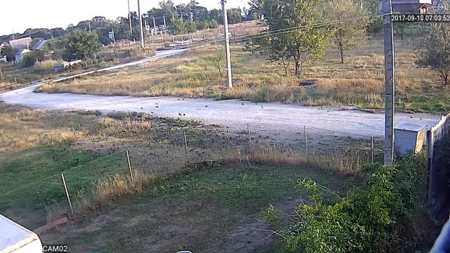 Скворцы собираются в тёплые края смотреть онлайн