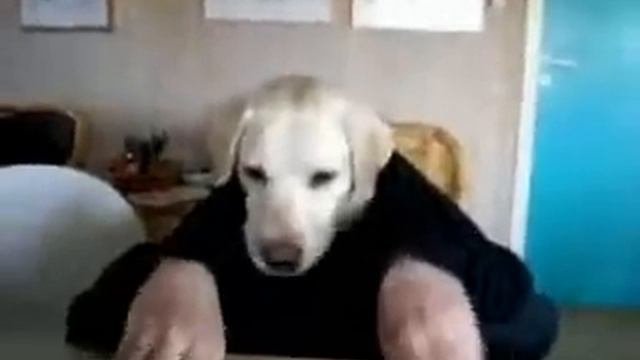 Собака ест за столом.mp4 смотреть онлайн