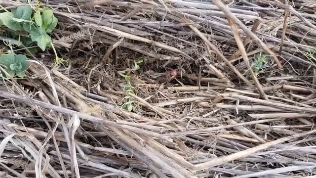No - till 14.04.2020. Состояние посевов зимующего гороха после заморозков смотреть онлайн