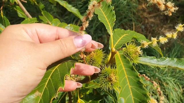 Съедобный КАШТАН ? смотреть онлайн