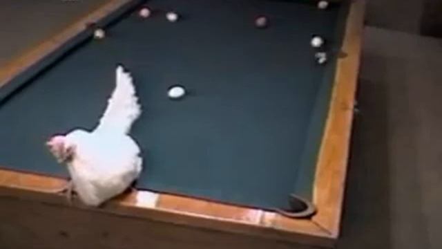 Egg mania....!!! смотреть онлайн