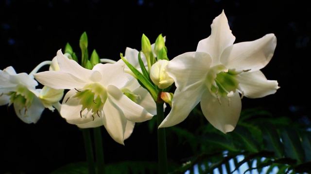 💮 5 FLORES super HERMOSAS que quizas no conozcas ❗❗❗ Parte 1 смотреть онлайн