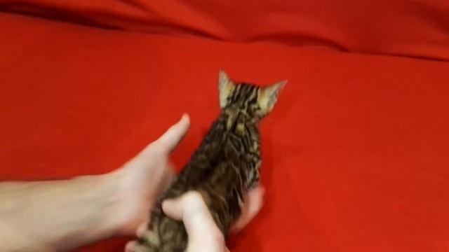 Бенгальские котята. Девочка 1 от пары Гемина+Оскар смотреть онлайн