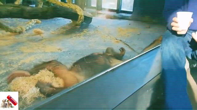 Смешное видео: классная реакция орангутанга на фокус смотреть онлайн