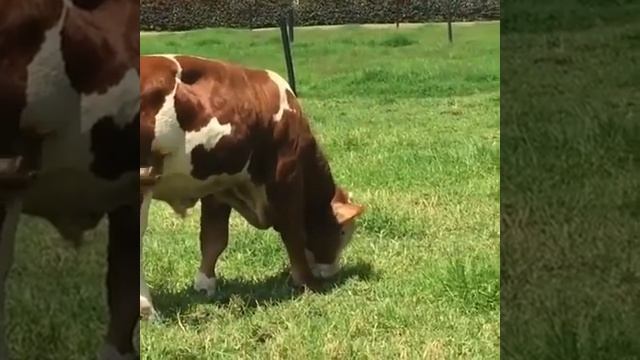 Симментальская порода — порода крупного рогатого скота, выведенная в Швейцарии. смотреть онлайн