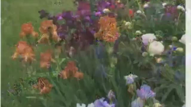 Iris Splendor смотреть онлайн