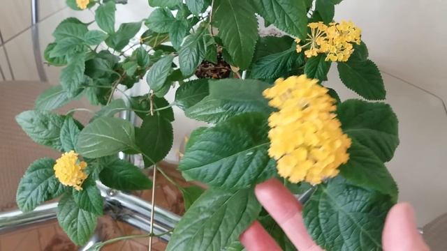 Лантана. Уход в домашних условиях смотреть онлайн