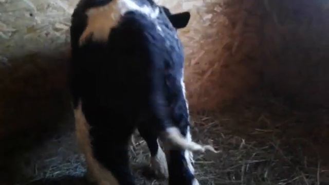 30 минут после отела🐴 смотреть онлайн