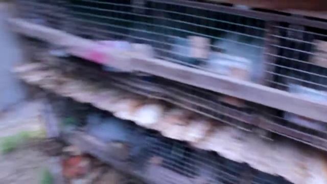 Клетки для кроликов своими руками часть 1 смотреть онлайн