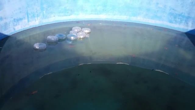 Консервация бассейна на зиму. смотреть онлайн