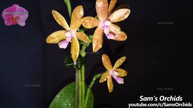 Phalaenopsis bastianii orchid changed colors смотреть онлайн