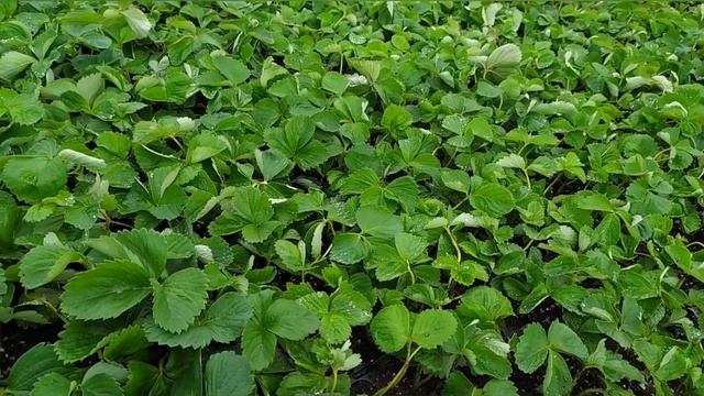 Лучший способ подготовки саженцев с воздушными корнями для кассетной рассады. смотреть онлайн