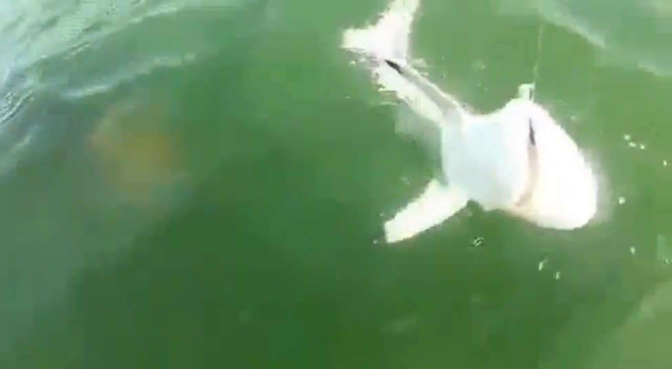 Гигантский морской окунь проглотил акулу целиком смотреть онлайн