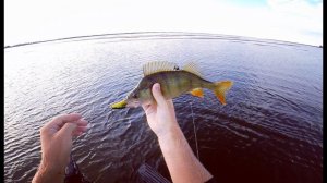 Ловля окуня на плавающие воблеры. Ловля окуня в траве.