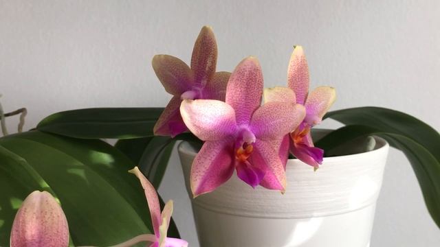 Орхидеи Лиодорo тоже бывают разные. Сравнительный обзор. Лиодора смотреть онлайн