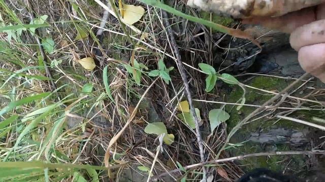 Жена поехала одна за грибами смотреть онлайн