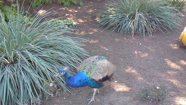 Peacock bird song, call, voice. A peacock sound. Wild nature sounds relaxation смотреть онлайн