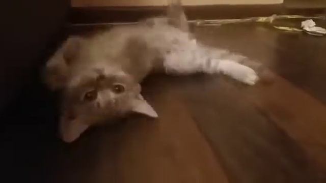 Британский котёнок Маркиз смотреть онлайн