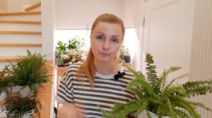 Папоротник нефролепис на фитильном поливе. Результаты полгода спустя. Ньюансы ухода за папоротником