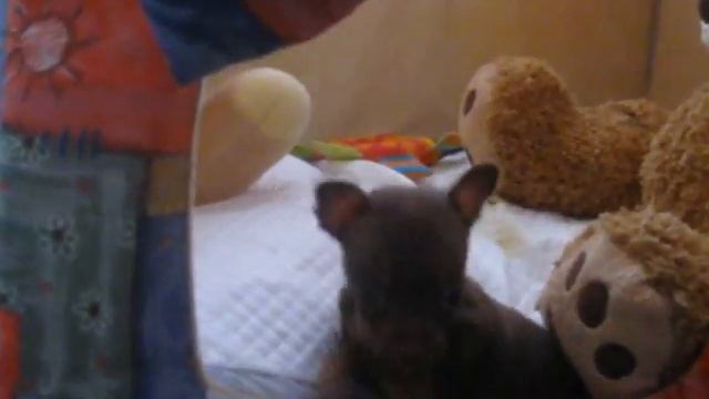 На 8-е марта дочь подарила жене щенка смотреть онлайн