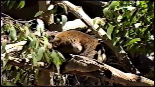 медвежонок Коала