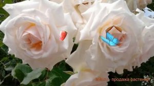 Роза плетистая Шванензее ? плетистая роза Шванензее обзор: как сажать, саженцы розы Шванензее