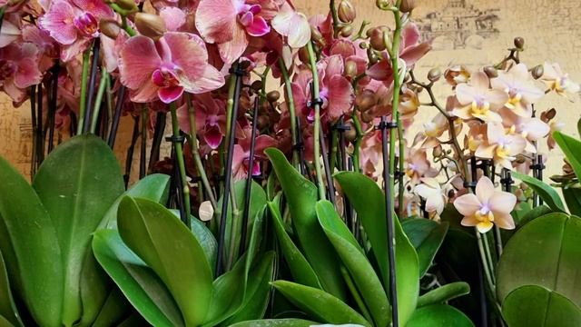 Поставка цветущих орхидей 05.11.2022 W/a +7 918 033-63-27 отправка почтой и сдэк