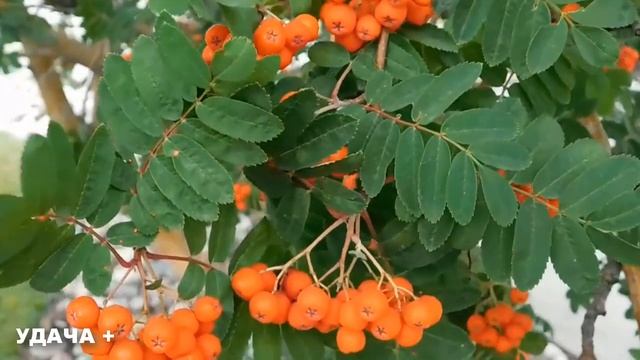 23 сентября День Петра и Павла .Что нельзя делать 23 сентября День Петра и Павла .Народные традиции смотреть онлайн