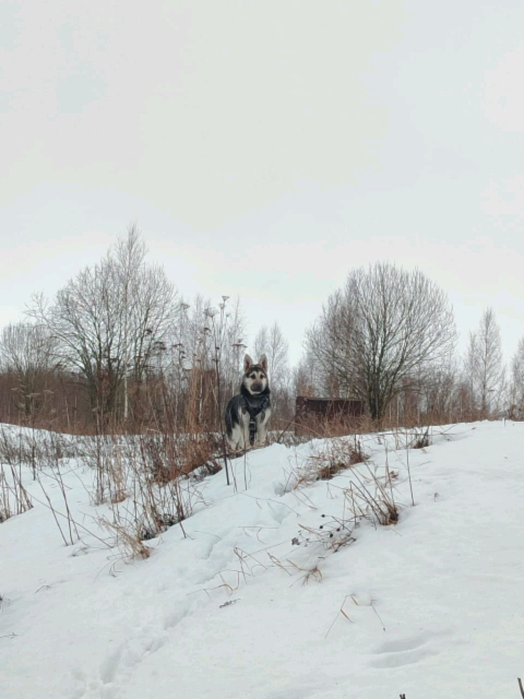 Легенда Русь Вологдая Верба