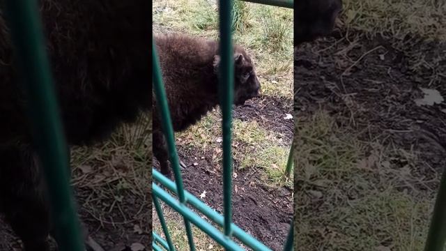 Отдых в Беловежской пуще