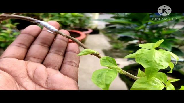 Multiple Grafting of Bougainvillea. смотреть онлайн