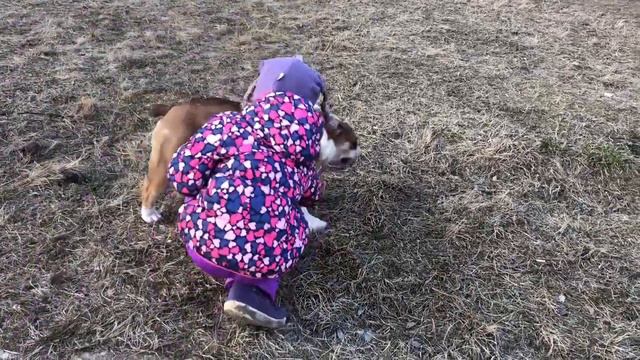 Гуляем С Английским Бульдогом Персиком))) смотреть онлайн
