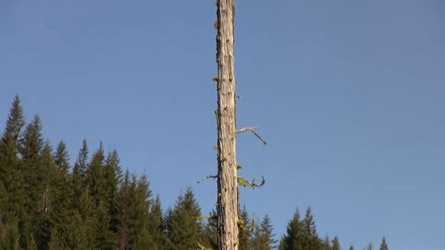 Snag in the Lake. Сухое дерево в озере (2283sp) смотреть онлайн