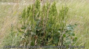 Чем нельзя кормить кроликов