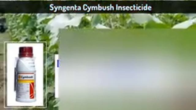 Cymbush /Syngenta /Insecticide /Cypermethrin 25%Ec /Kisaan Tech смотреть онлайн