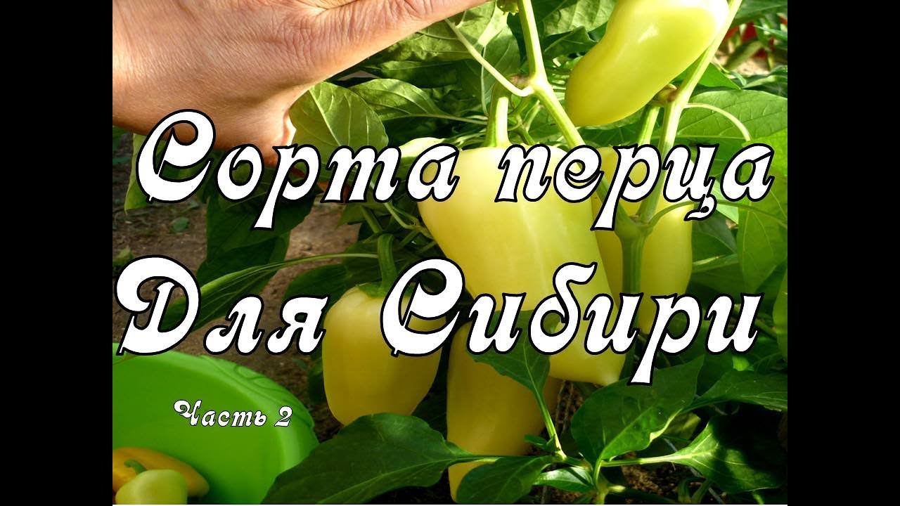 Урожайный Перец. Выращивание в Теплице. Сорта перца для Сибири. Видео №2 смотреть онлайн
