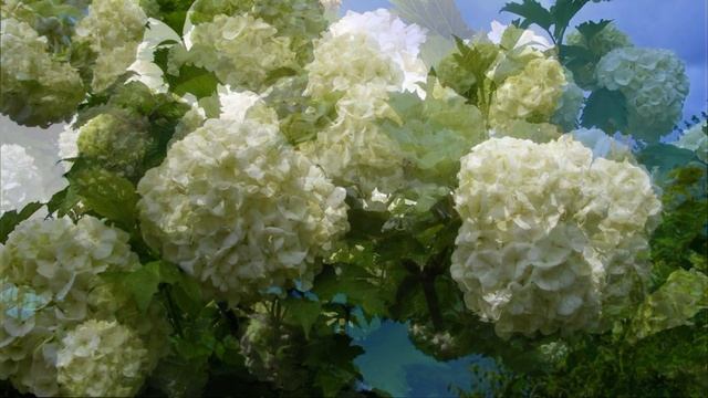 Калина Бульденеж/Viburnum Boul de Neige. Неприхотливый кустарник с белыми СОЦВЕТИЯМИ ШАРАМИ смотреть онлайн