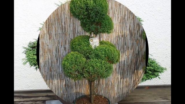 False Cypress (Chamaecyparis) Bonsai Tree смотреть онлайн