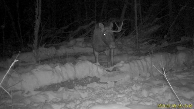 Когда рога уже не нужны смотреть онлайн