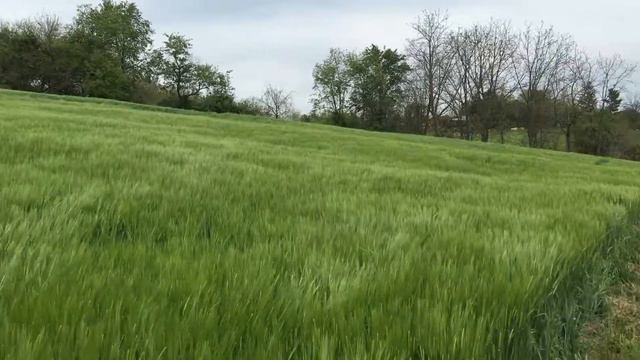 Malt barley смотреть онлайн