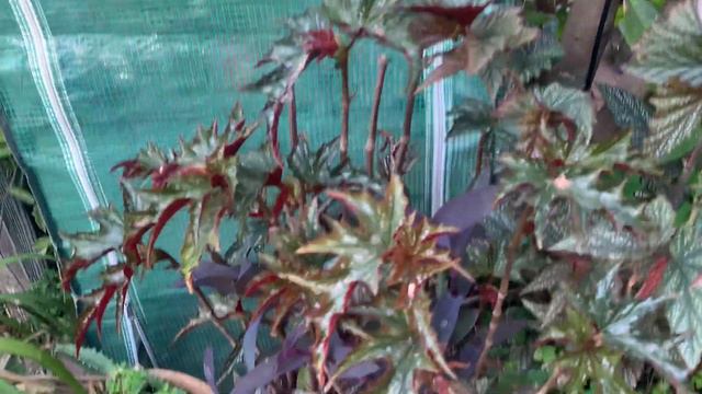 Grow & Care for Hoyas Naturaly 🌱Simple Hoya Care смотреть онлайн