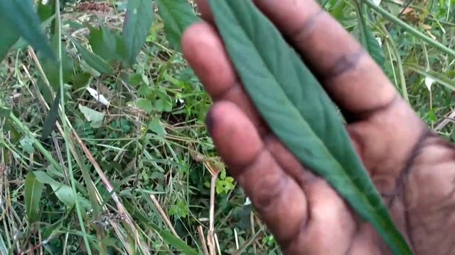 மயில் கீரை | மகிலிக்கீரை | பண்ணை கீரை | pannai keerai | Celosia Spicata Flamingo | அலசல் | Alasal смотреть онлайн