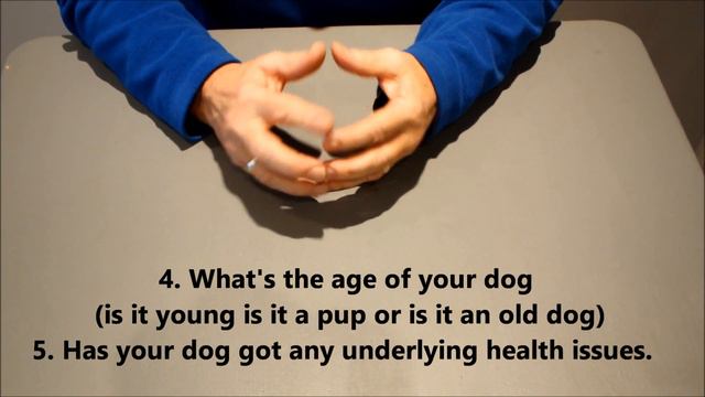 Dog Eats Chocolates and Lives смотреть онлайн