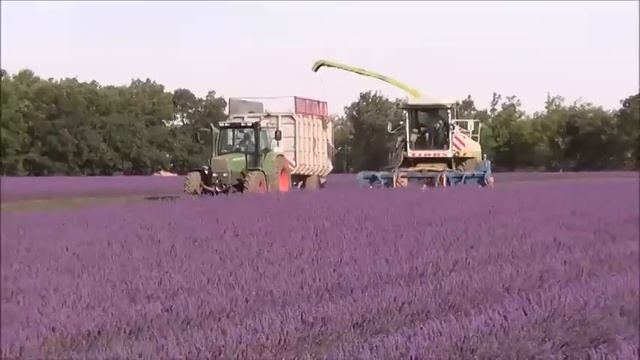 Lavender Harvest In Provence (Valensole 2014)