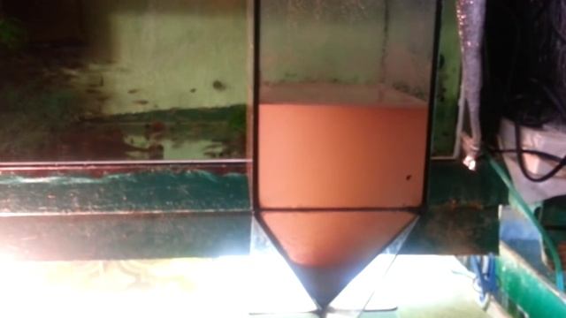 Артемия, Artemia, Корм для рыб, How To Make Fish Food, Cómo Hacer Alimento Para Peces, 如何使魚飼料