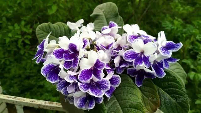 Самый компактный и обильноцветущий цветок. Стрептокарпус Purple Panda смотреть онлайн