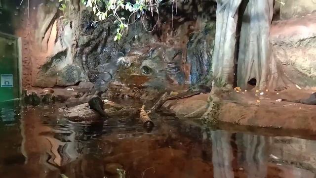 Кормление выдр смотреть онлайн