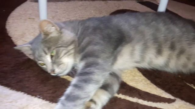 Хочу пристроить уличного котика в хорошие руки смотреть онлайн