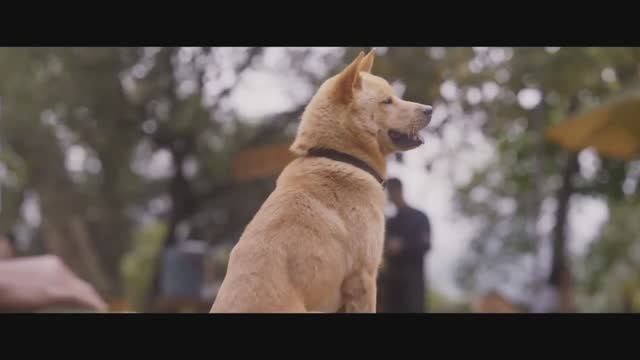 Мой Хатико (2023) Трейлер на русском смотреть онлайн